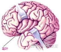 《脑科学基础》学习笔记:第一章 认知与计算【西电】 - 知乎