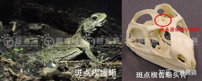 楔齿蜥的第三只眼在哪能否在图片中圈出具体的位置