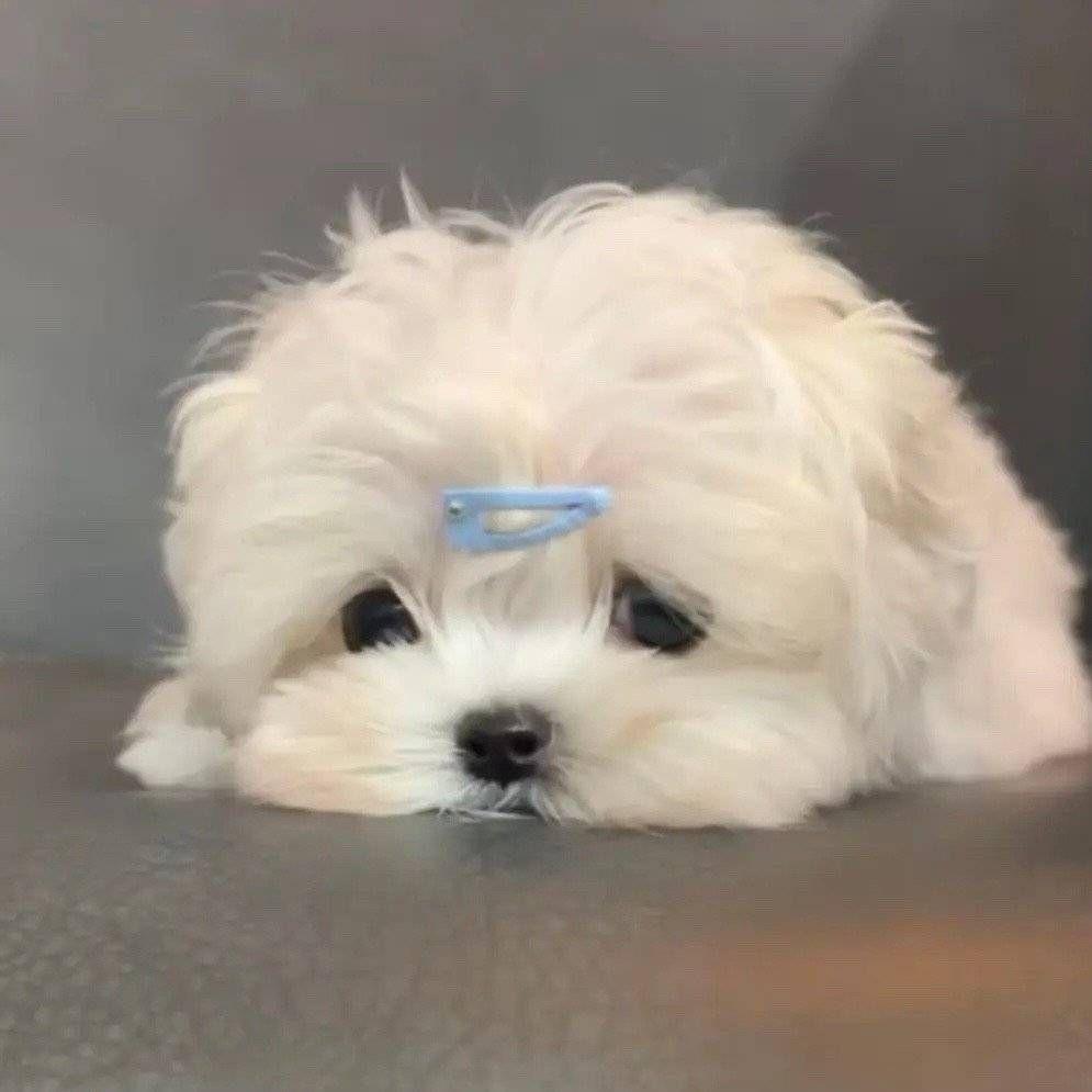 有没有那种特别可爱的狗狗的照片可以做头像那种的