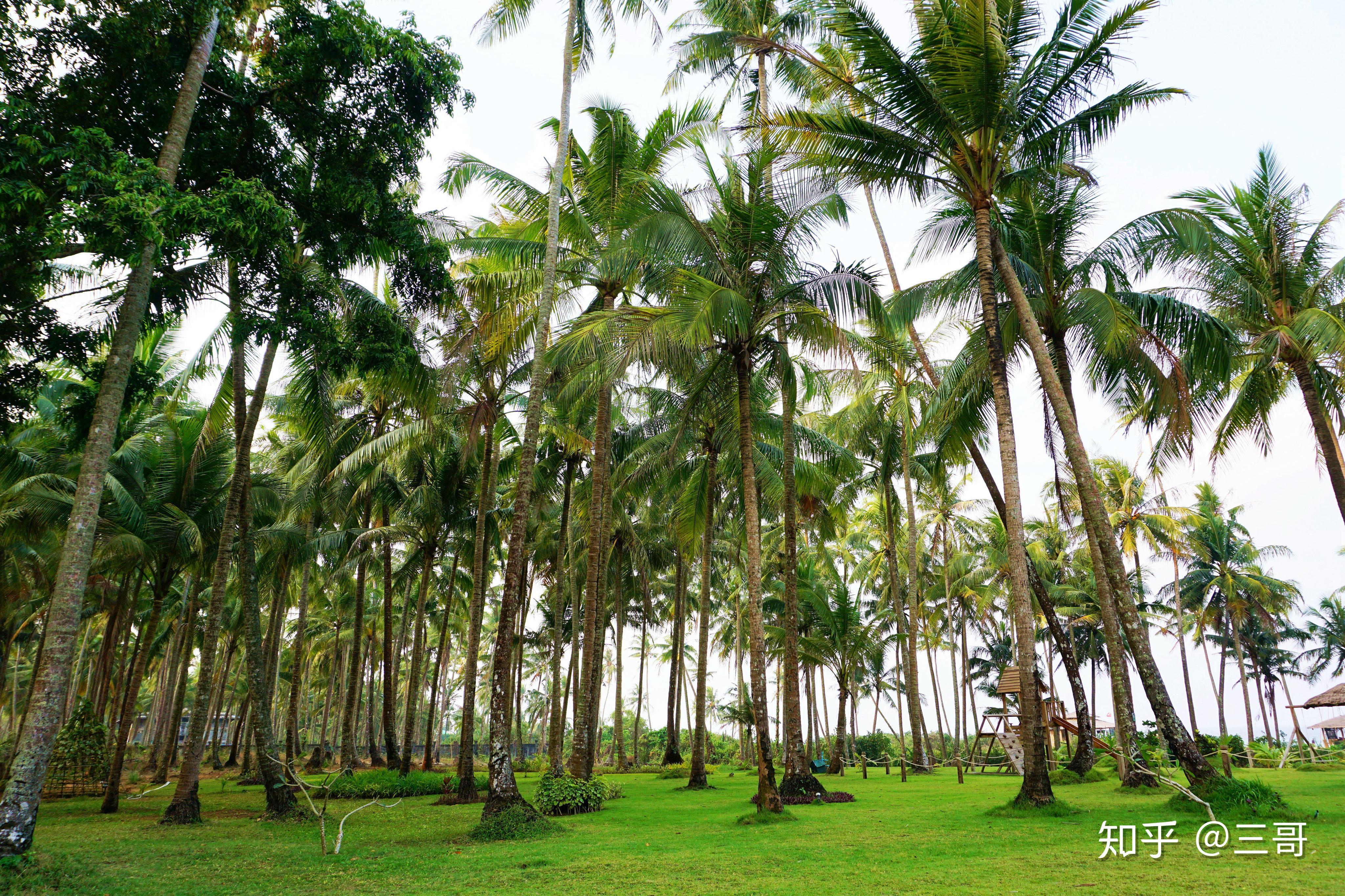 椰子树林晚餐海钓的收获