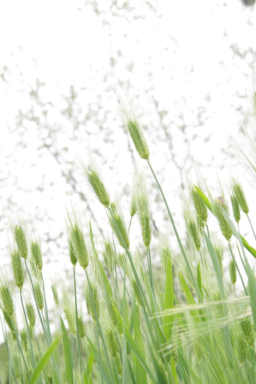 2. 大麦村房产攻略