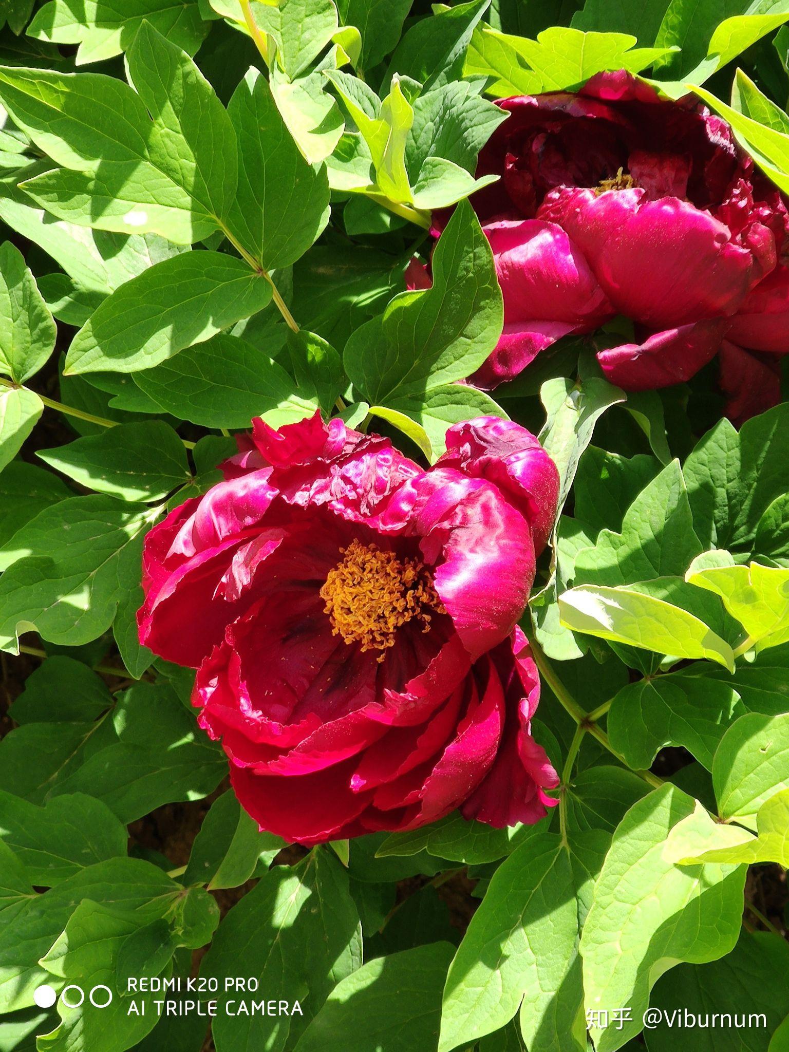 初中生物知识里面的单生花花序雌雄同株雌性异株比较混淆