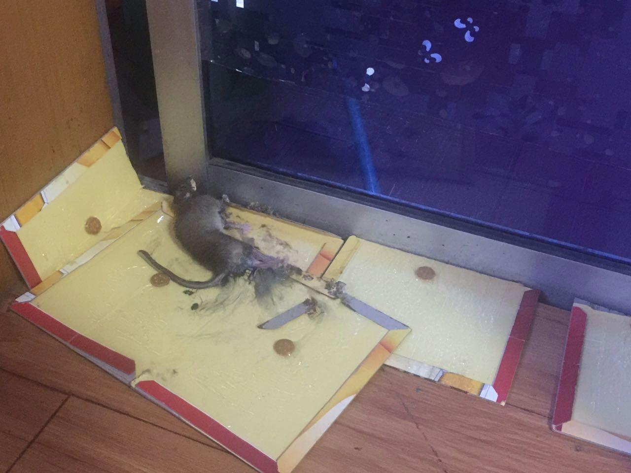 老鼠躲在冰箱压缩机图图片