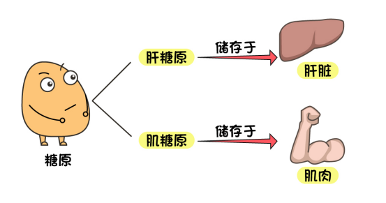 v2-0254a2024be2da8ad00a25d681bfb681_r.jpg