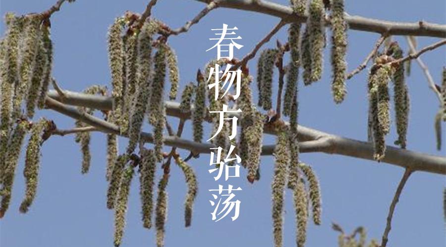 赏花时 三分春色 十里桃花 知乎