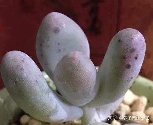多肉植物长黑斑怎么办?4种原因要知道才会如何处理,学起来!