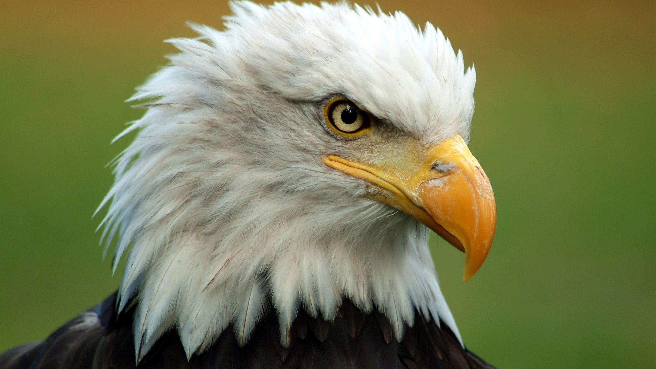 有没有那种超级超级超级可爱的或者霸气的动物壁纸,要那种高清的壁纸