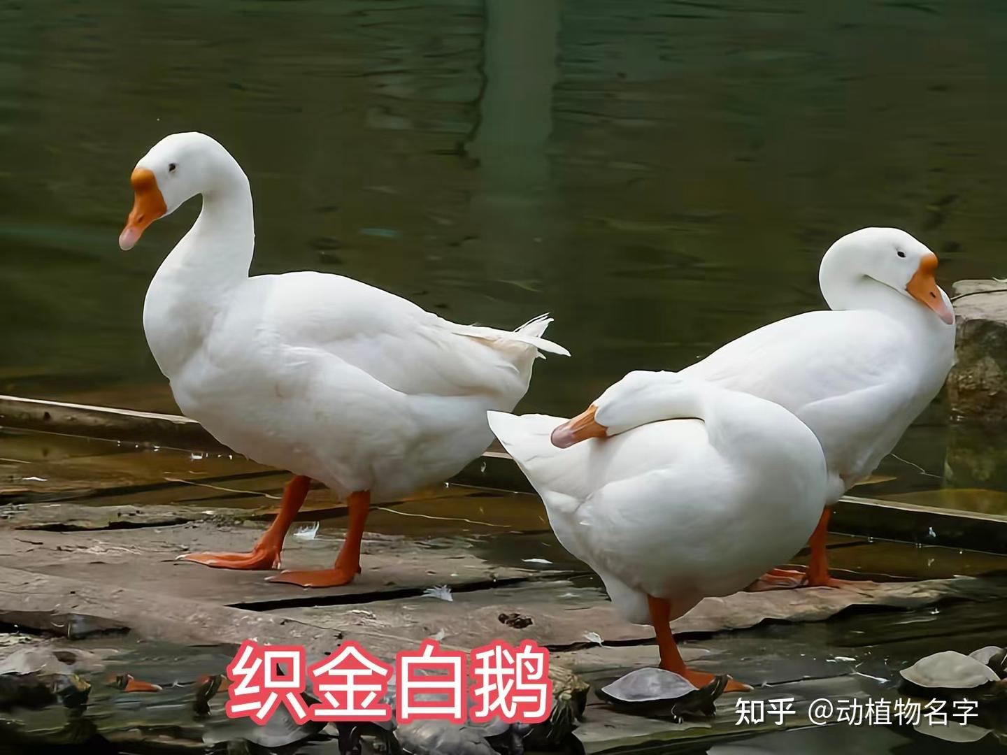 72图带您走进家鹅的世界 - 知乎