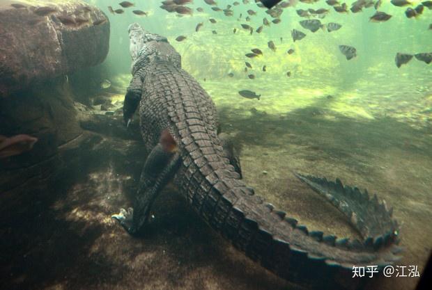 君王马奇莫鳄来自北非的白垩纪海中巨鳄