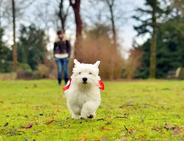 每日一宠 西高地白梗犬 知乎