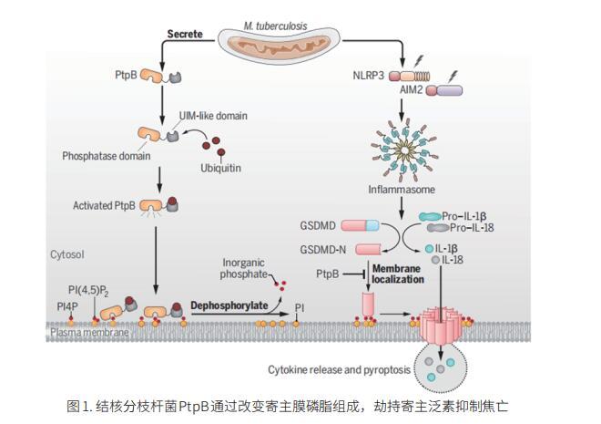 细胞焦亡机制研究新发现 - 知乎