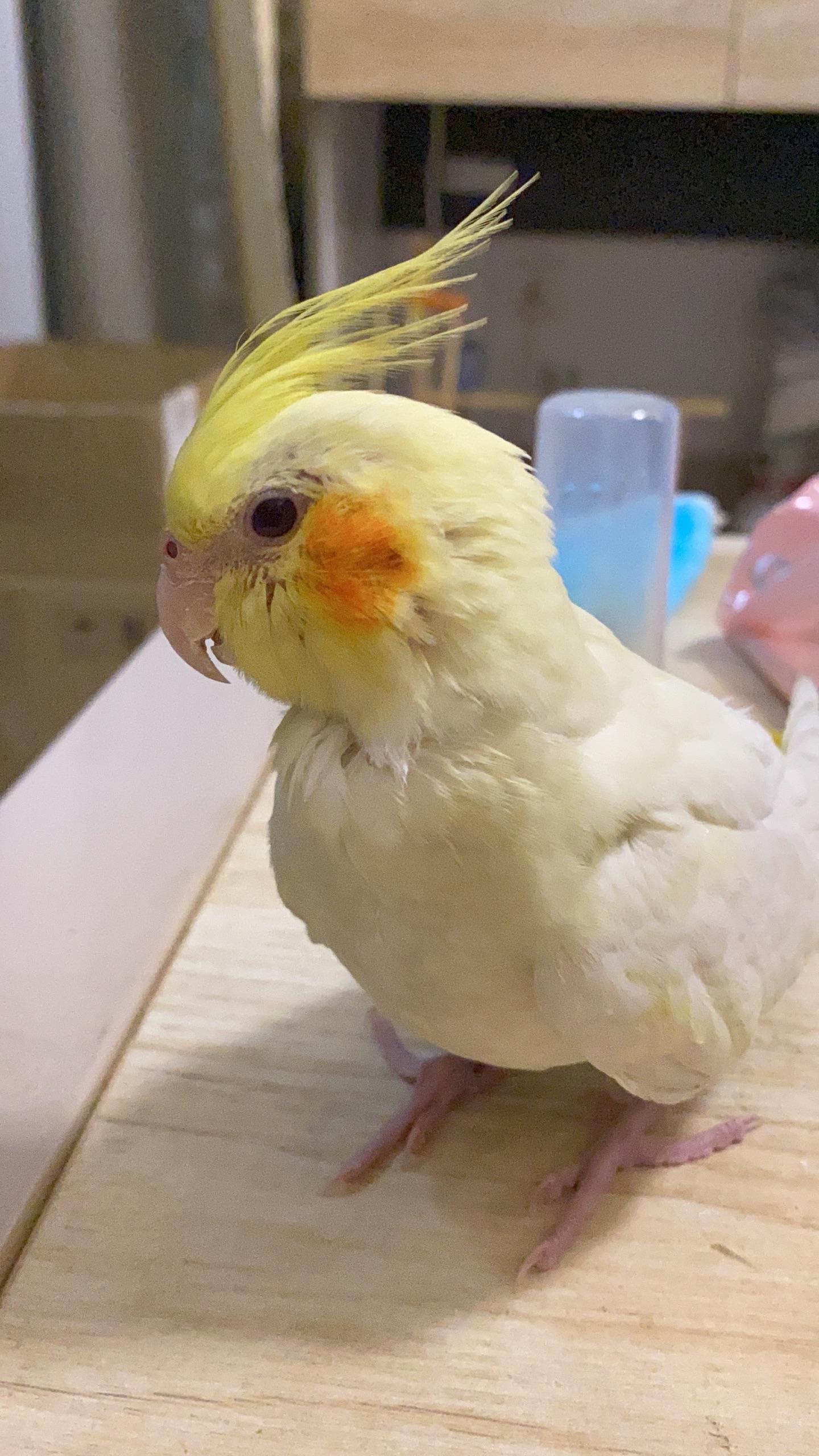 请问这只原始灰玄凤鹦鹉多大了? - 知乎