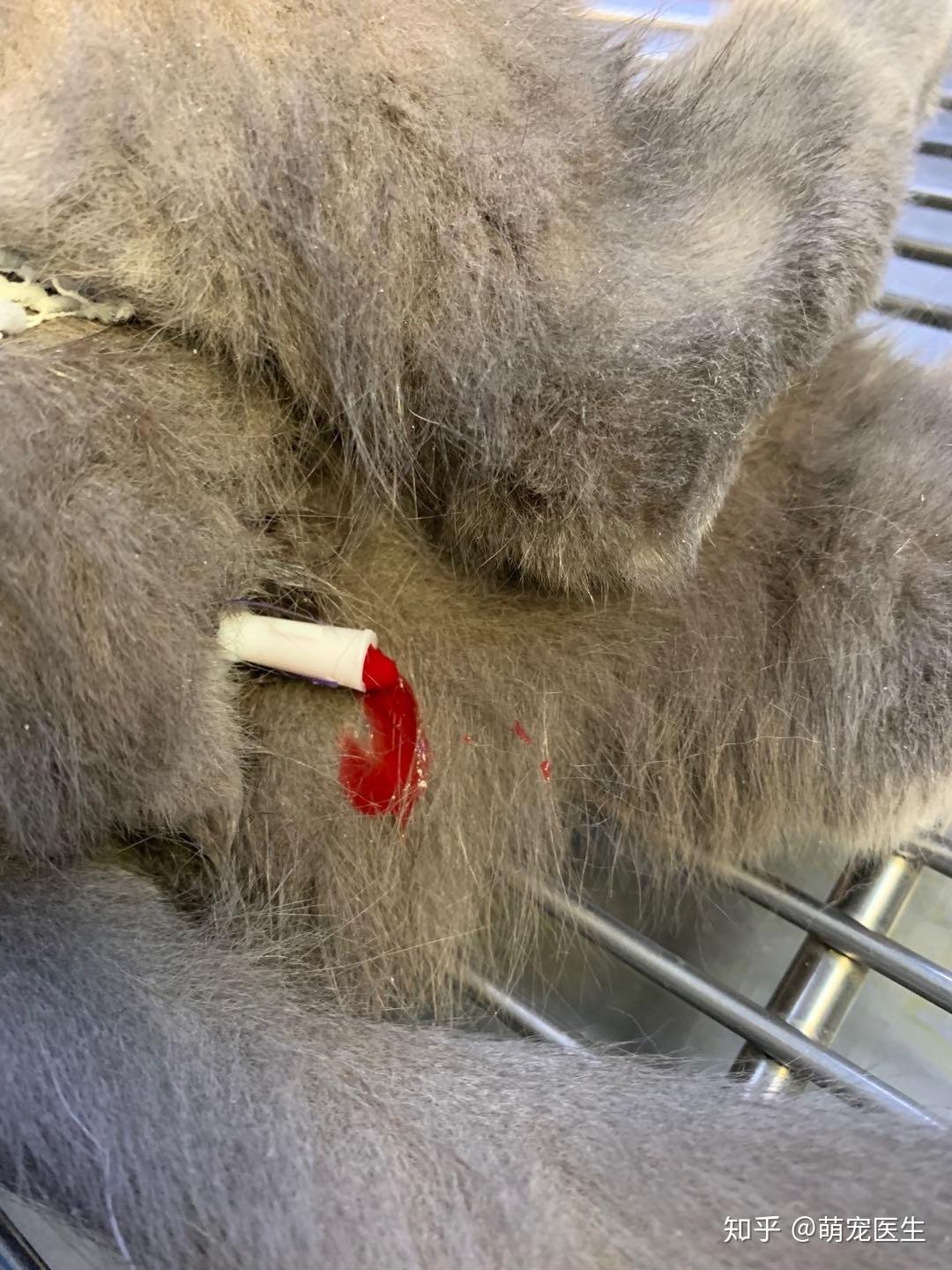 猫咪尿频尿血你该怎么办