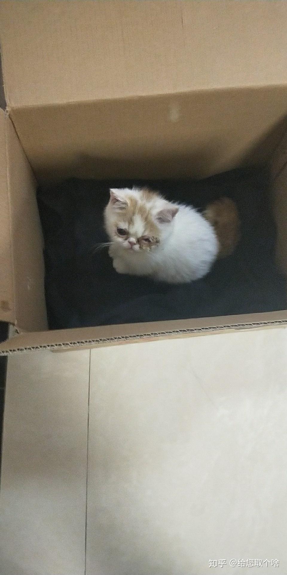 捡到一只小猫。眼睛肿了还有点化脓怎么办?