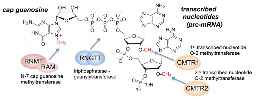 真核生物mRNA帽子结构图片