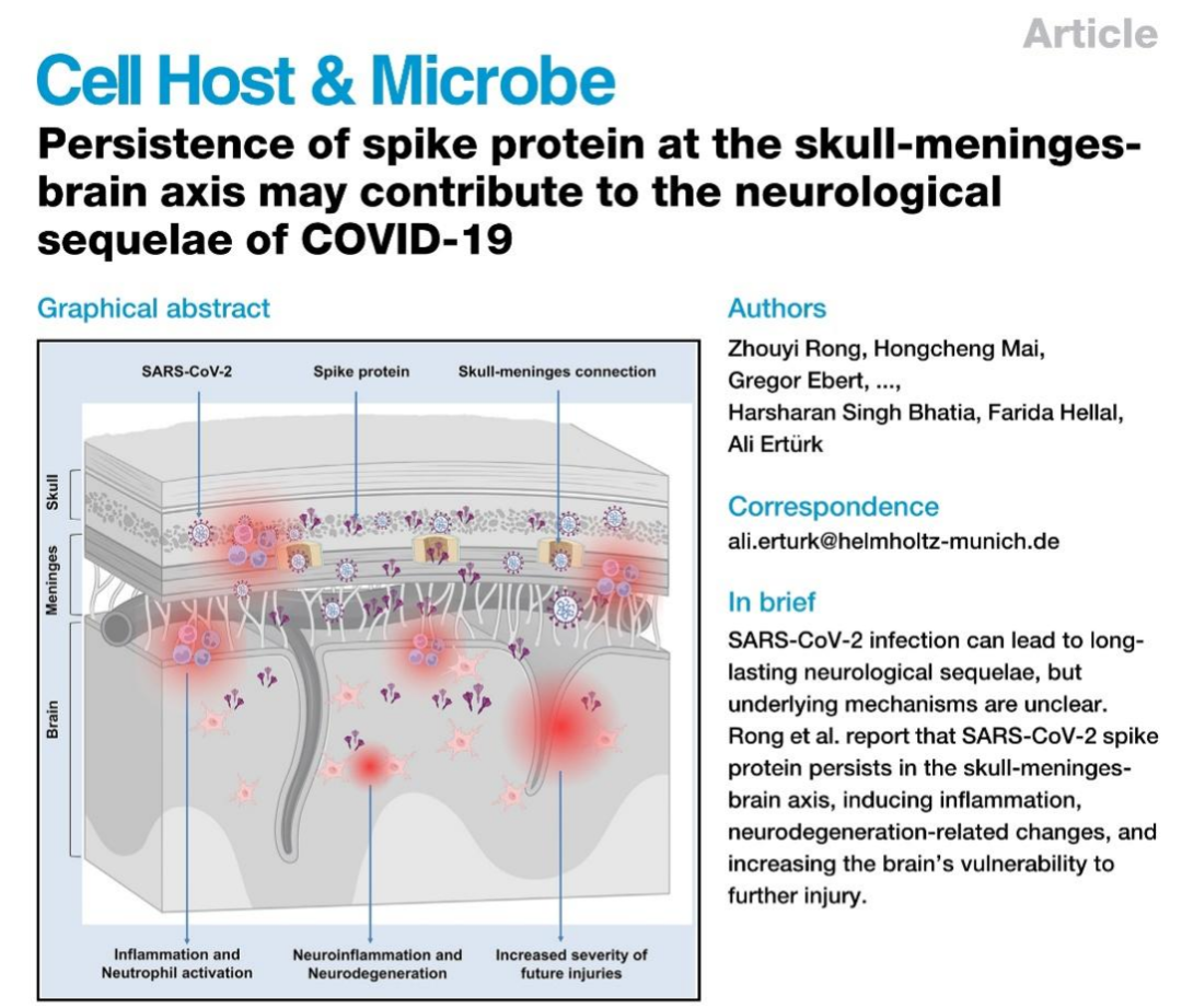【新冠假病毒】Cell Host&Microbe:Ali Ertürk、荣周易和麦鸿成等在新冠后遗症的突破性发现:病毒刺突蛋白或成神经损伤主因 ...