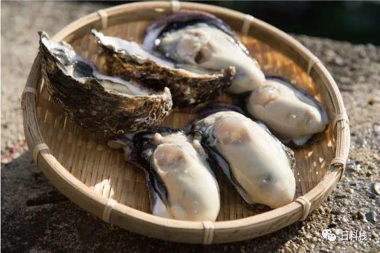 真牡蛎 你猜世界上最常见的牡蛎在日本过得好吗 知乎