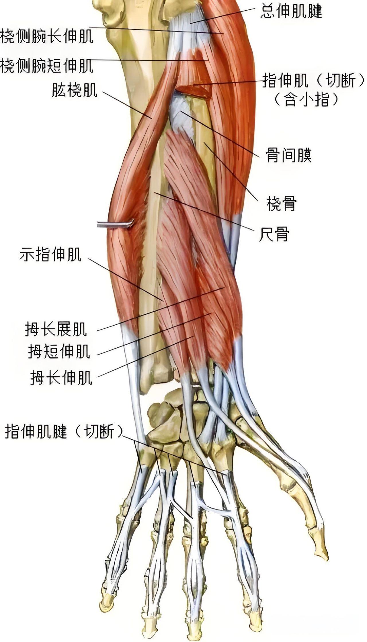 拇长展肌的作用都有什么?如何锻炼能强化它?