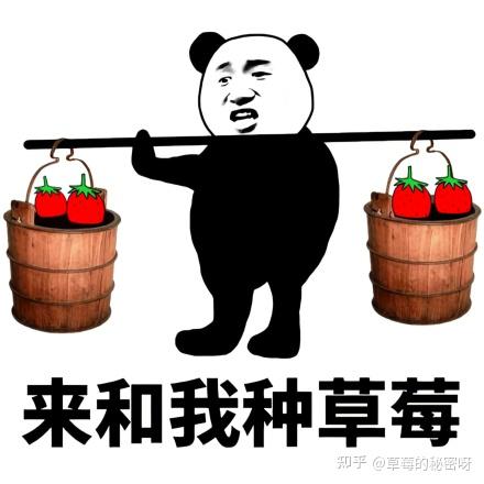 脖子上的哪些位置可以种草莓