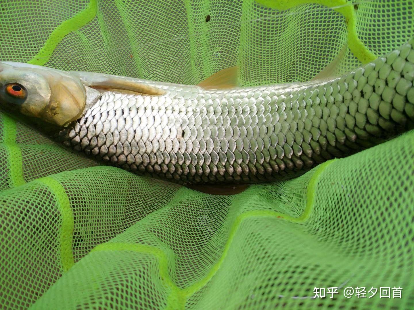 在比较浅的小溪里生活的小鱼是什么种类的鱼? - 知乎