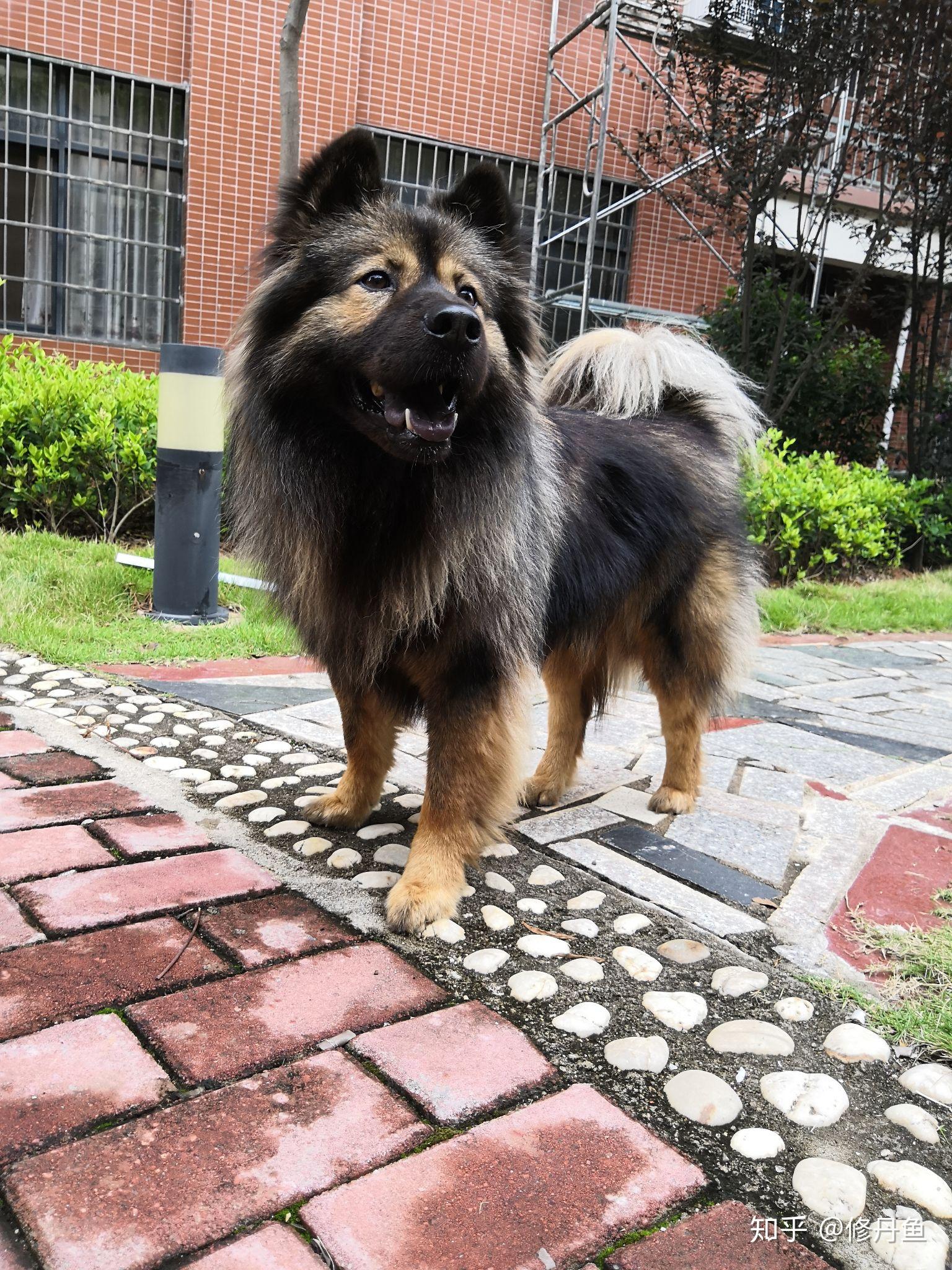 田園犬應該長成什麼樣子