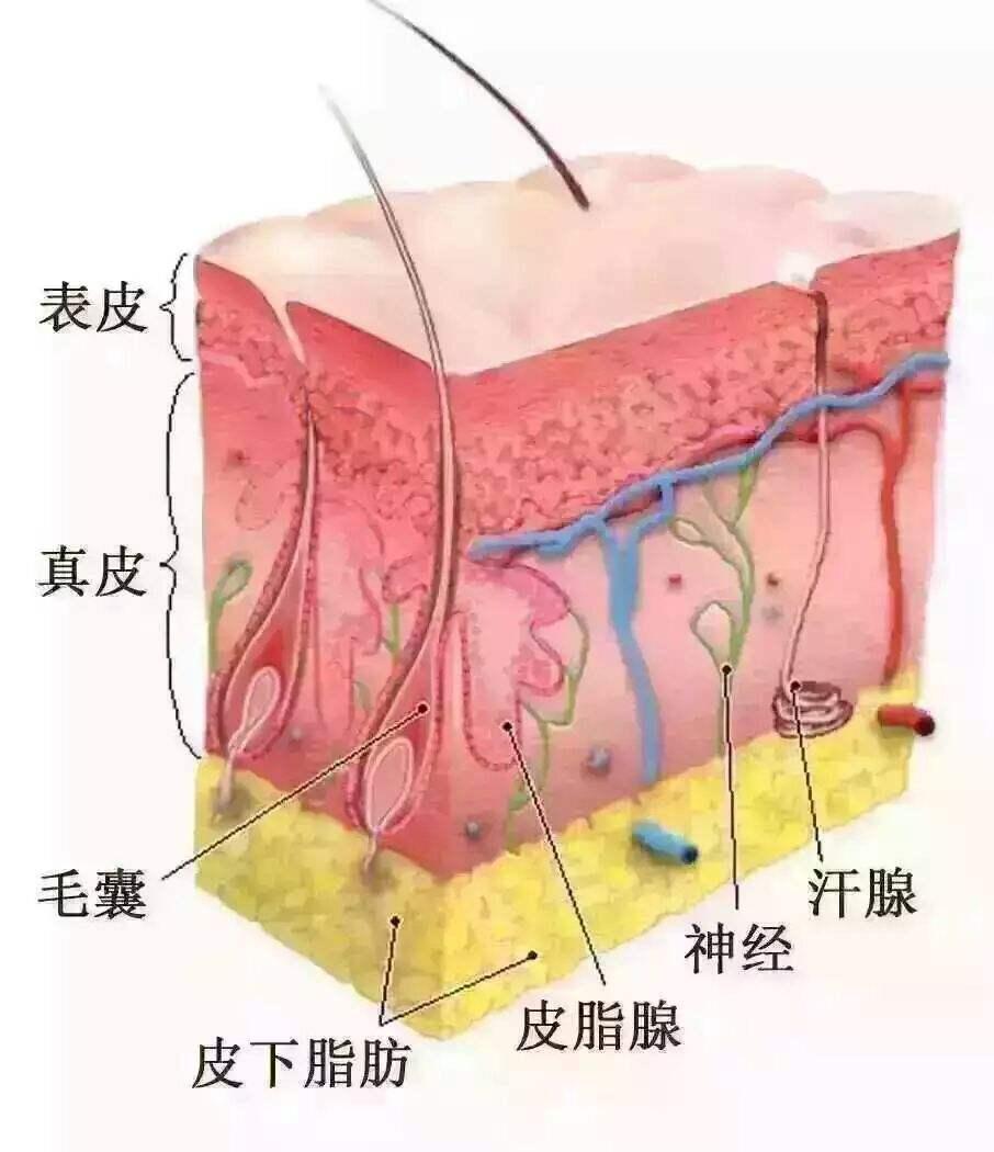 怎样的发际线才叫好看?发际线对容貌的影响有