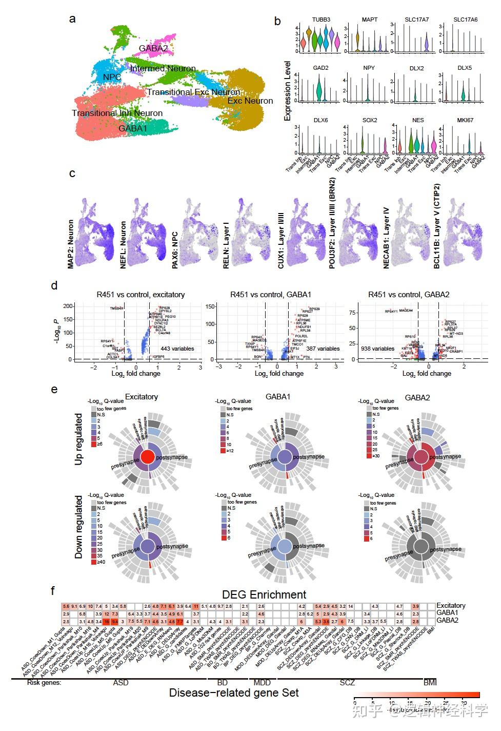 Mol Psychiatry︱庞志平/陈超/诺奖得主Thomas Südhof团队揭示孤独症风险突变获得性功能突触新机制 - 知乎