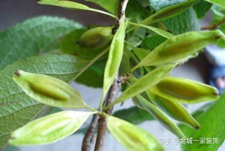 杜仲树是否有果结? - 知乎