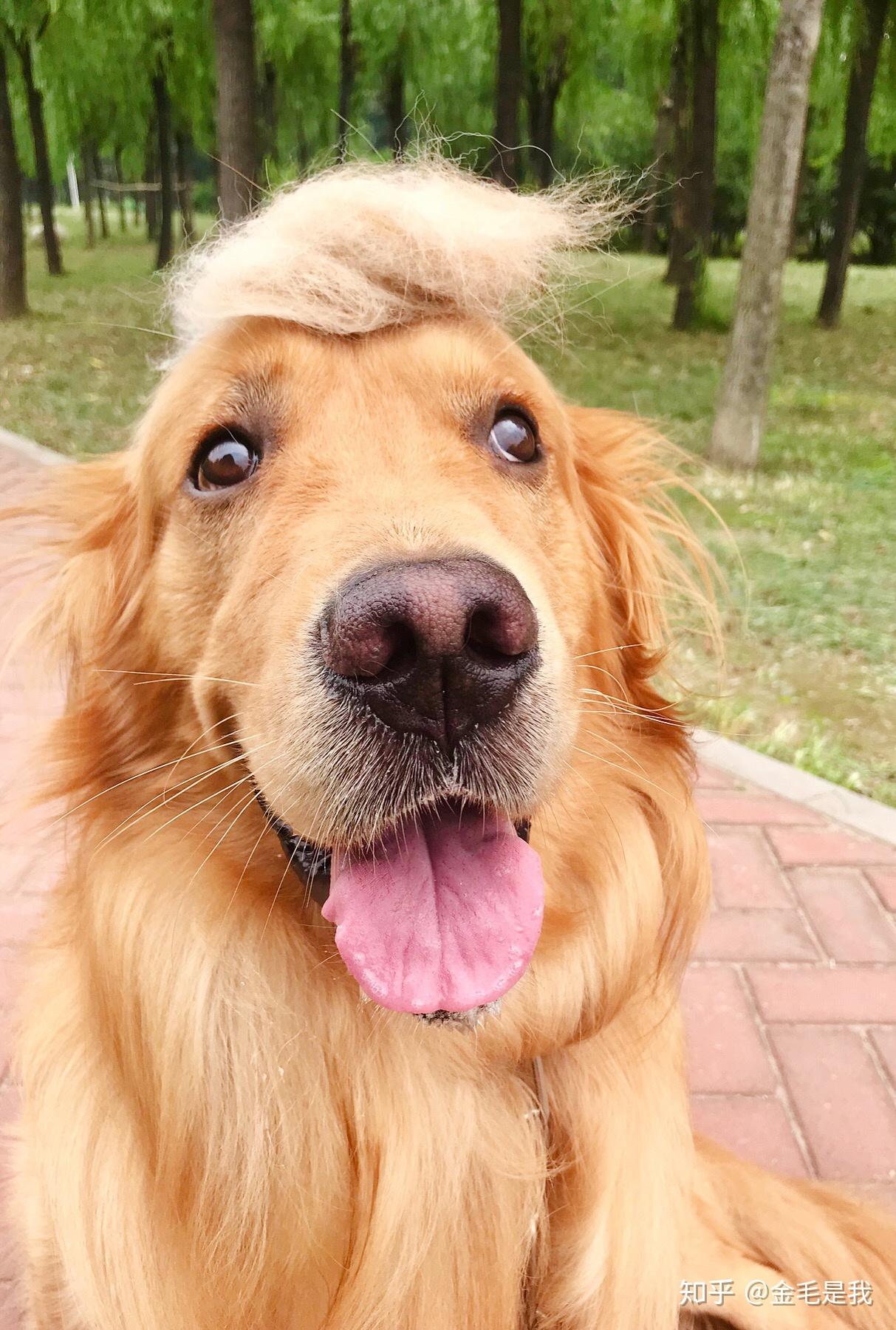 狗狗的大头照有多可爱? - 知乎