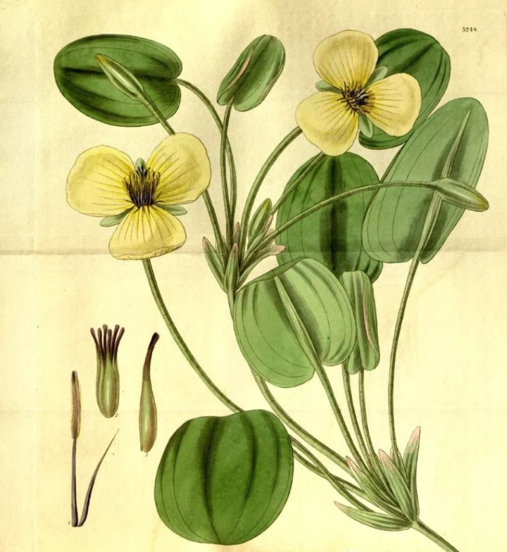 科学绘画||被子植物家族的泽泻科成员