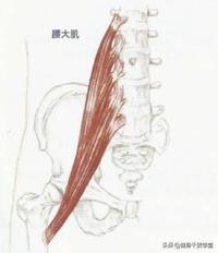 乾貨每天分享一塊肌肉腓骨肌