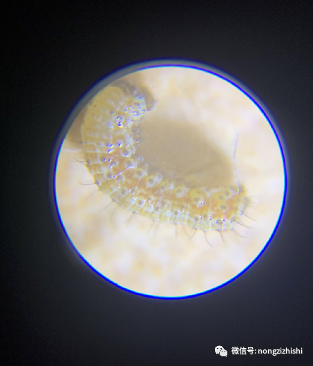 通过不同作物来辨认烟青虫与棉铃虫