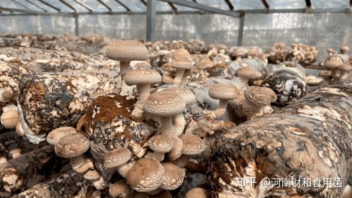 “一荤一素一菇”,饮食界掀起食菇热潮! - 知乎