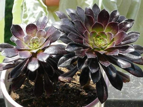 多肉达人 2 人 赞同了该文章 黑法师是景天科的多肉植物,是绿法师的