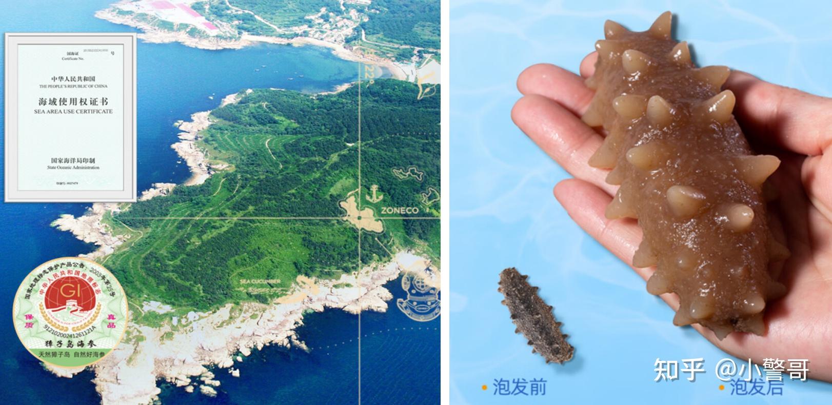 2024海参十大品牌推荐:即食海参|淡干海参|速发海参什么牌子好?好当家|同仁堂|獐子岛|棒棰岛|海晏堂等海参品牌,适合送长辈、送父母、送孕妇 ...