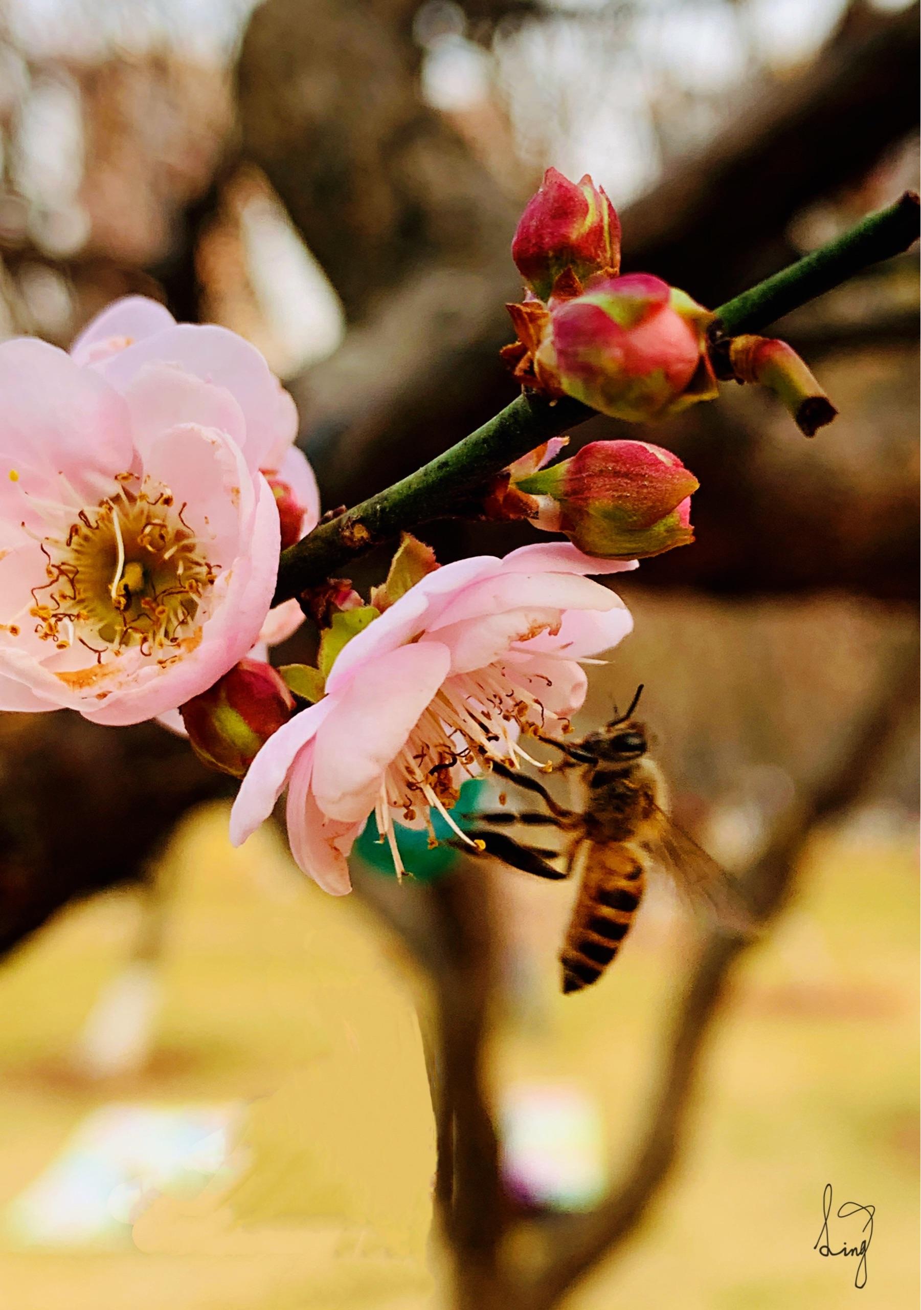 让人惊艳的梅花园!地铁二号线侨香c出口,出来慢走十五分钟就到了.010