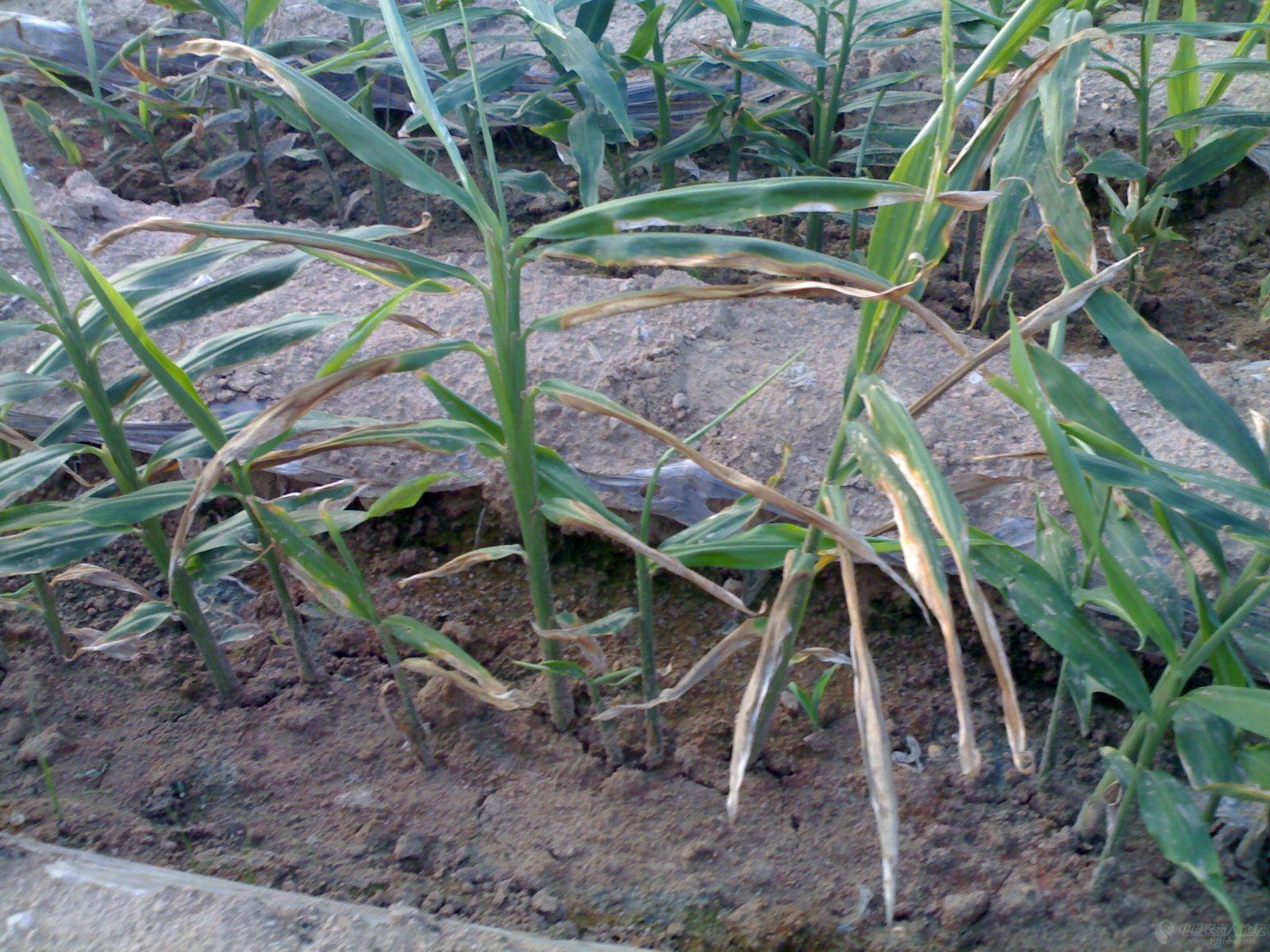 种植户朋友经常说"死苗烂棵",其中"死苗"其实说的就是立枯病,它的症状