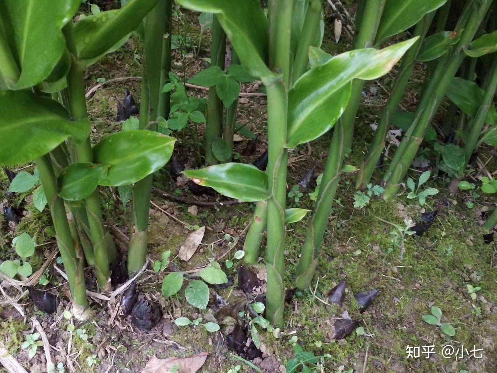 亚洲人参:价值珍贵,却常被一些人铲除,若您家也有,请好好珍惜 - 知乎