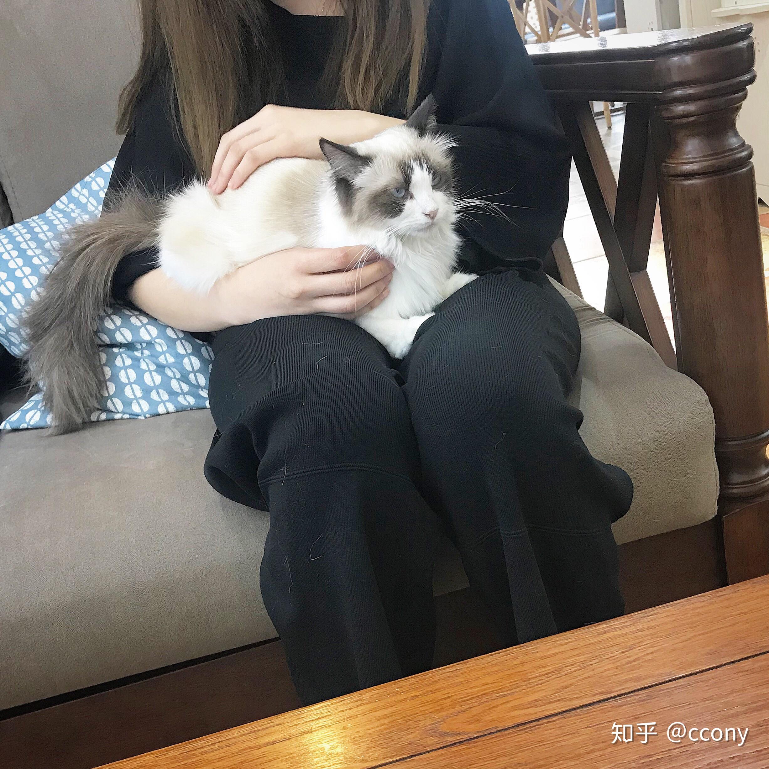 在猫咖撸猫是一种怎样的体验? - 知乎