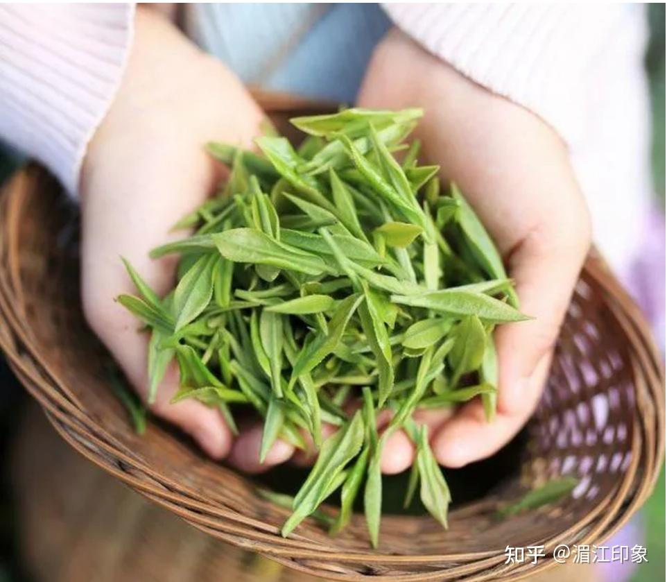 春茶上市瞭解一下品質和喝春茶的好處