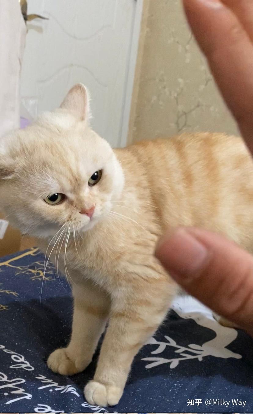 想要一只凯米尔色英短可以在哪买