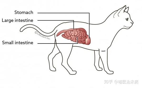 猫小肠大肠图解图片