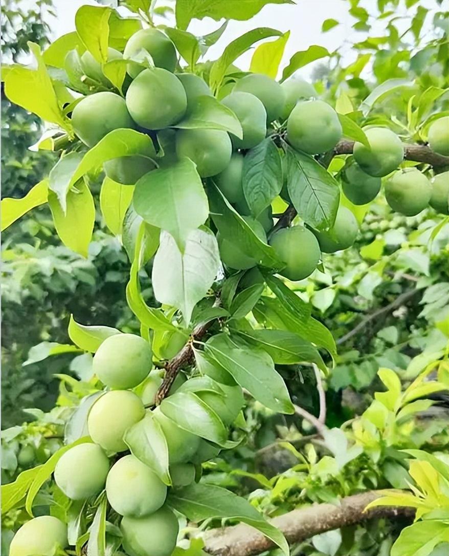 李子果面出现黑斑怎么办?英英李子苗基地有办法 - 知乎