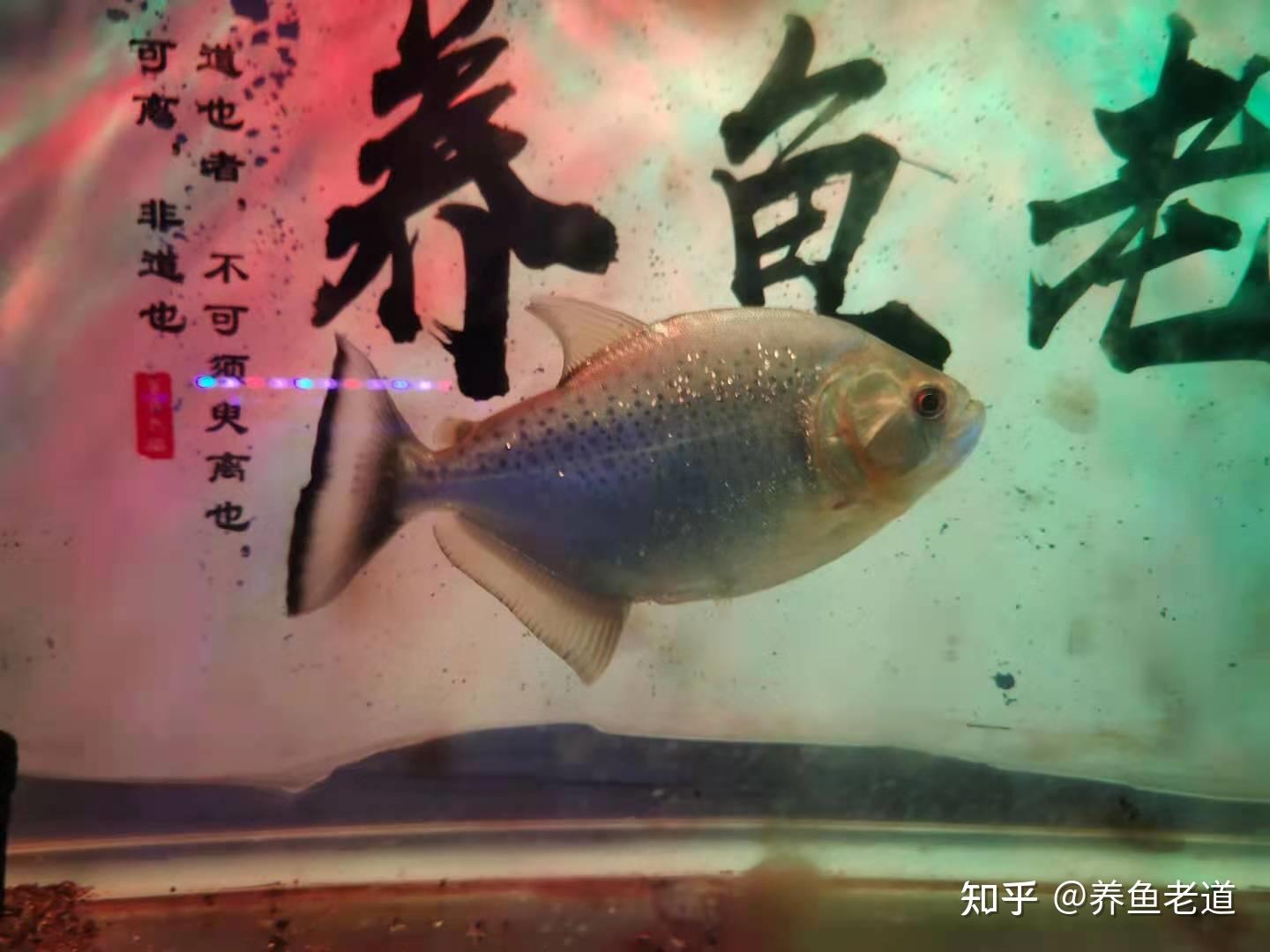 三伏天养鱼在换水和喂食上哪个更重要一定要分清主次