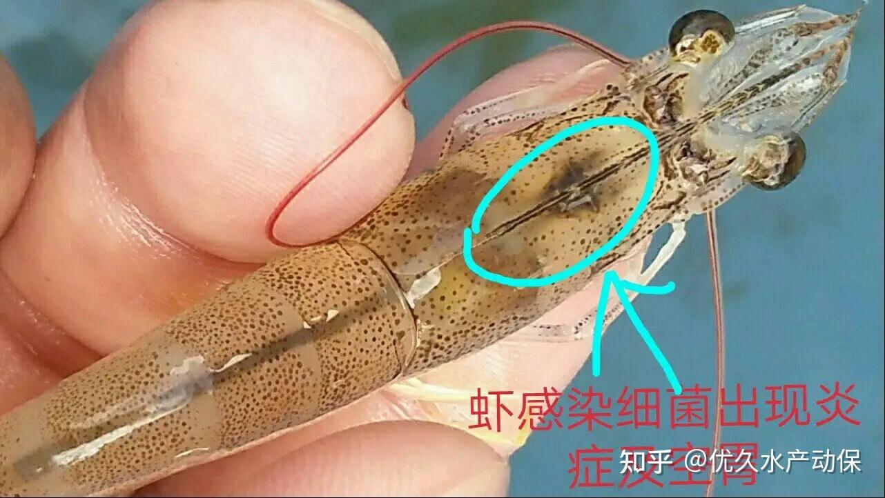 南美白对虾出现肠炎的原因有哪些