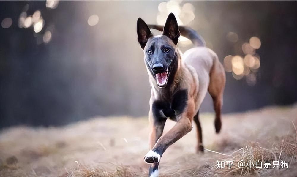 受人狂热追捧的“马犬”,真的值得养吗? - 知乎