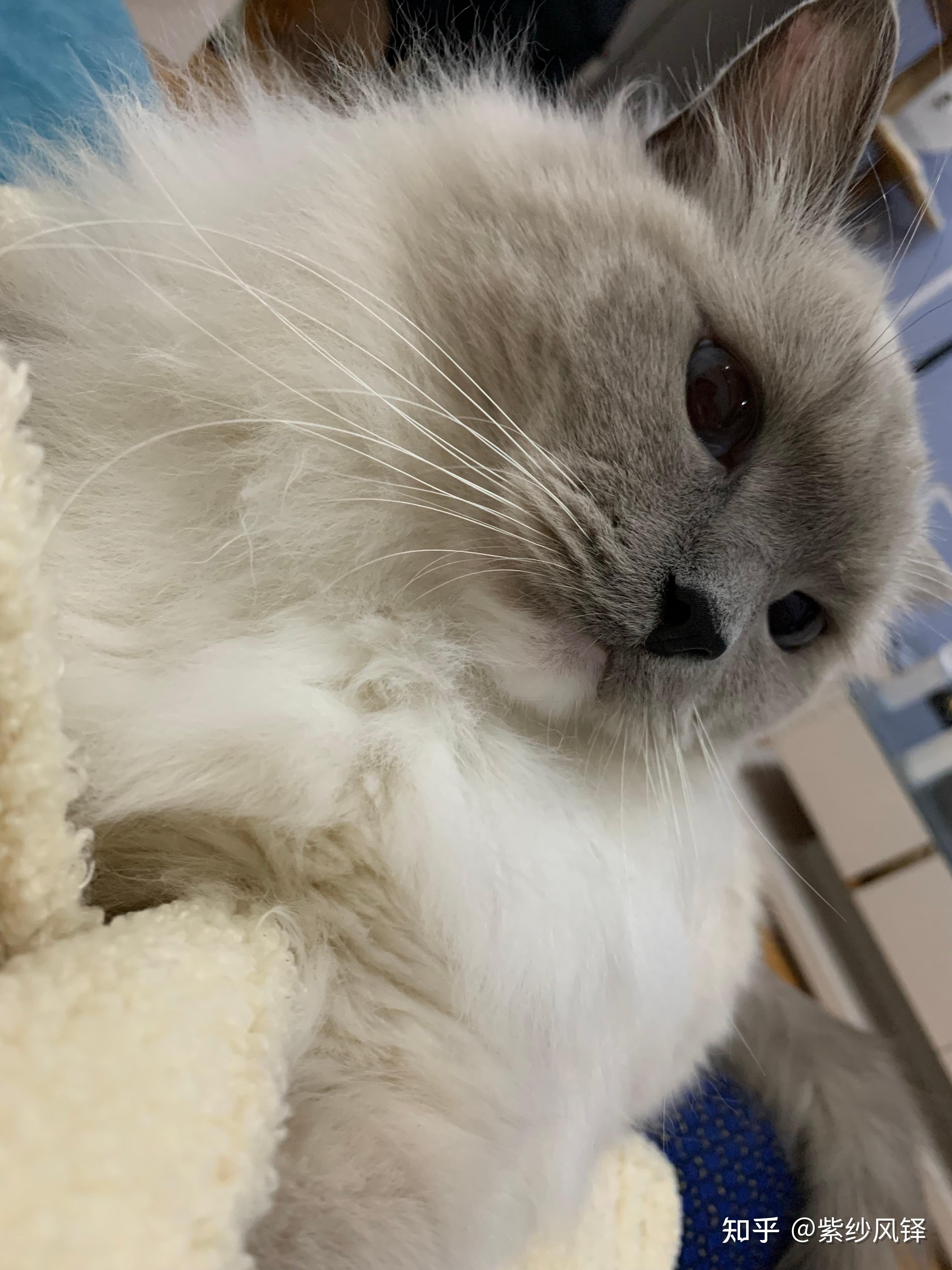 你见过颜值最高的蓝手套色布偶猫是什么样子? - 知乎