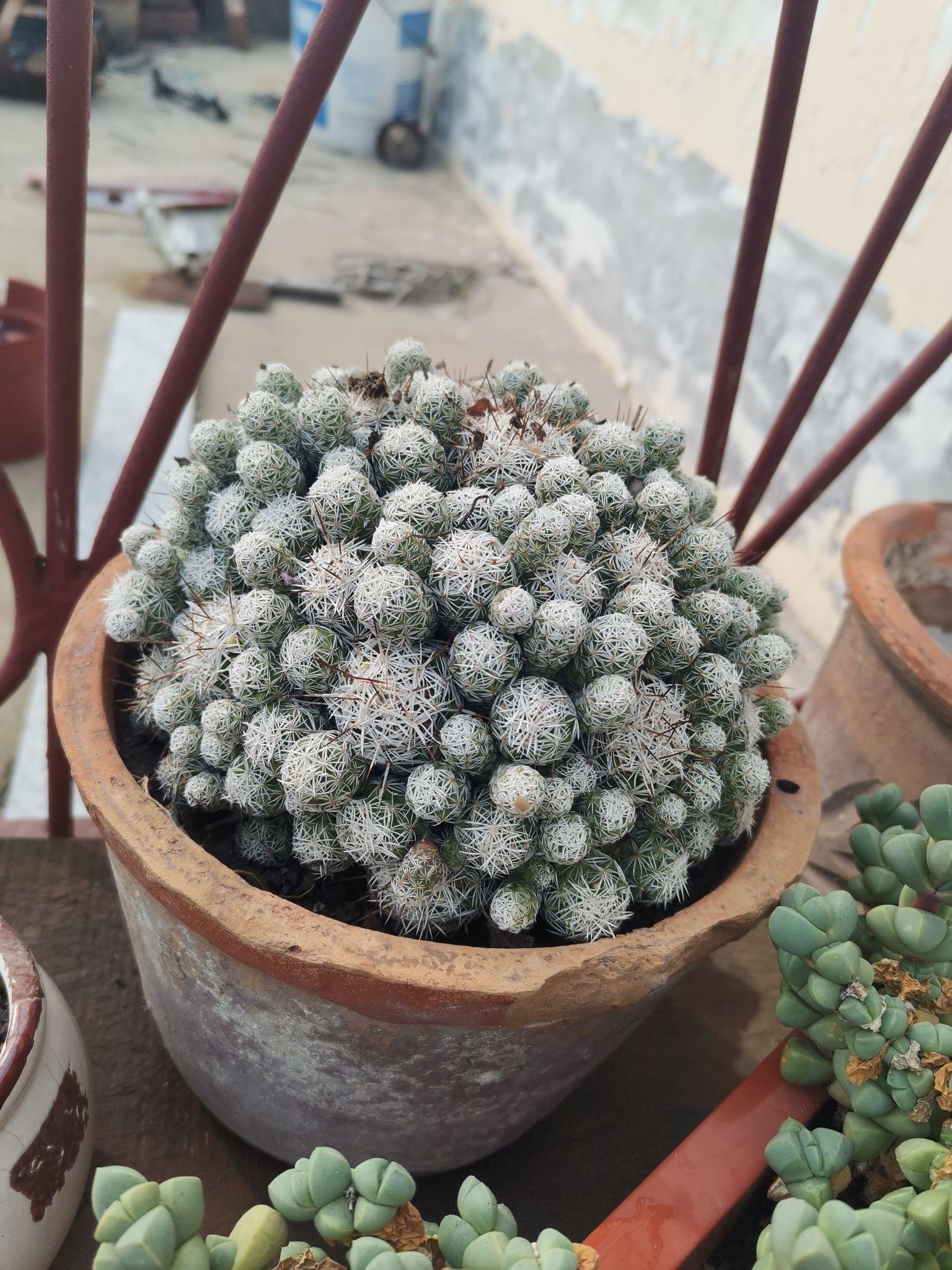 白鸟银手指要开花了怎么养护