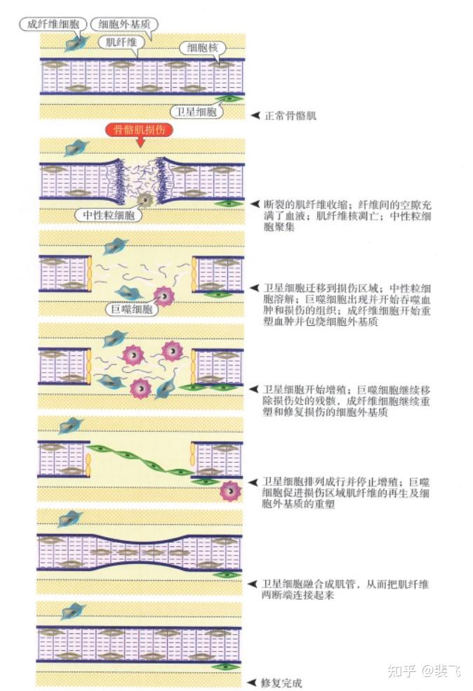 5.骨骼肌损伤的修复 - 知乎