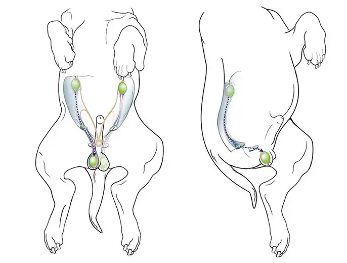 狗狗隐睾需要手术摘除吗?6个月大,一个在皮下,一个在腹腔?